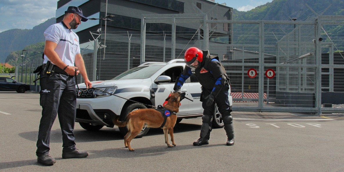 Chien attaque